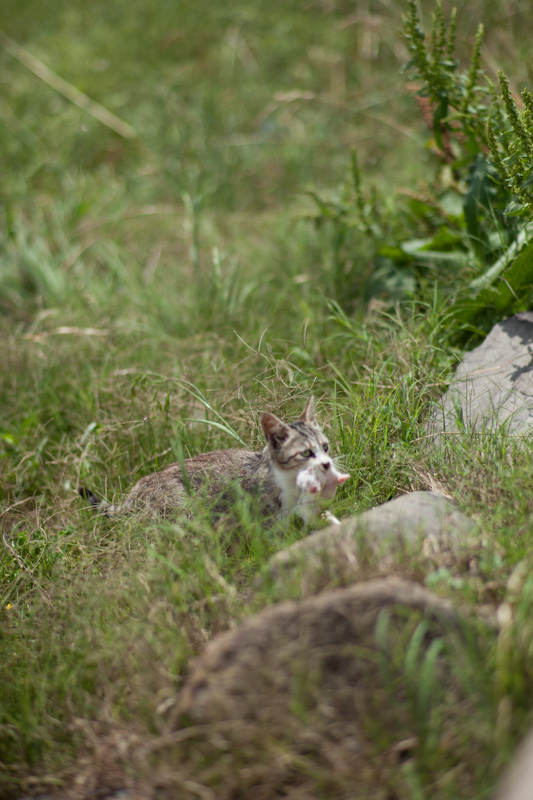 f:id:fubirai:20120706153849j:image
