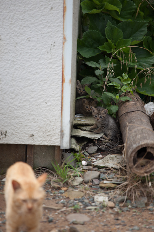 f:id:fubirai:20120706153913j:image