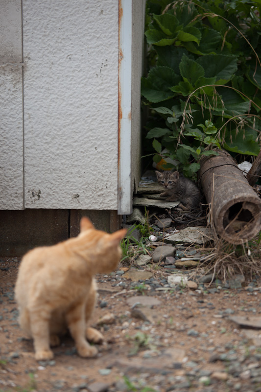f:id:fubirai:20120706153914j:image