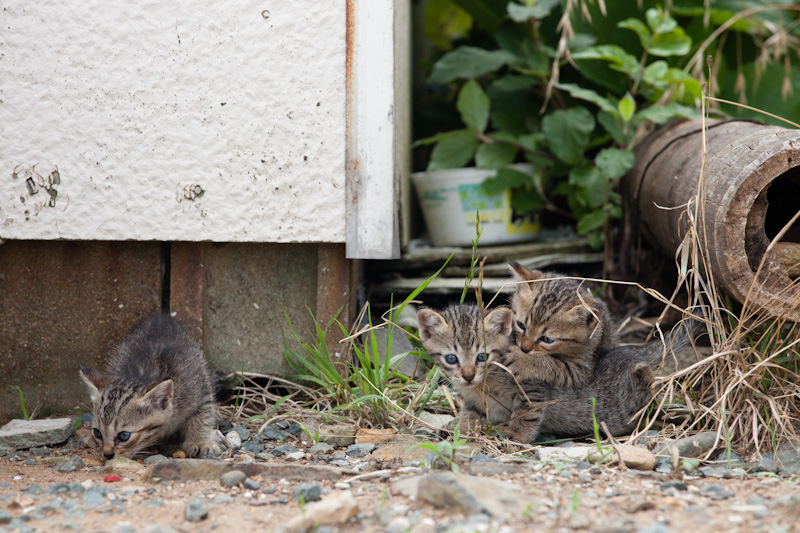 f:id:fubirai:20120706153922j:image