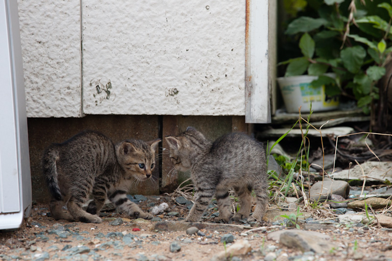 f:id:fubirai:20120706153923j:image