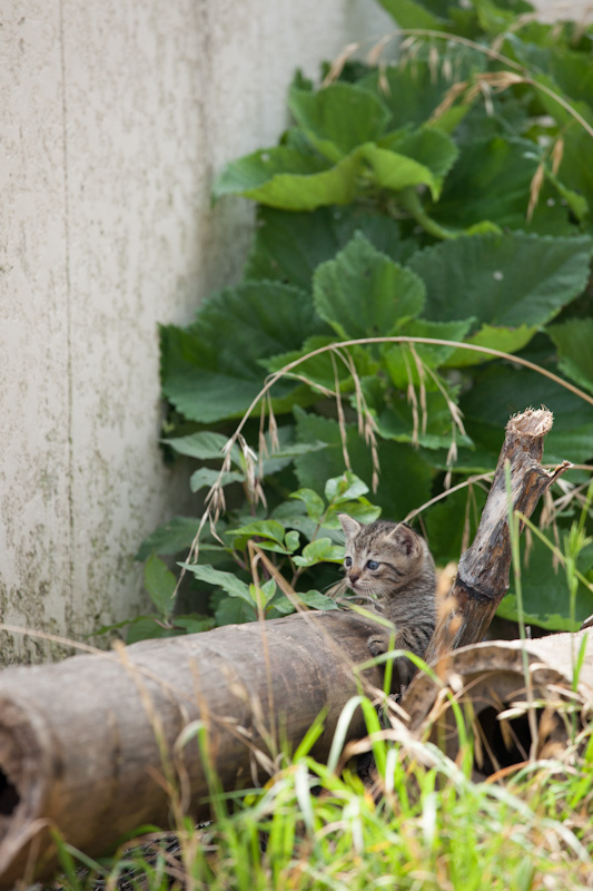 f:id:fubirai:20120706153928j:image