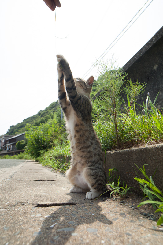 f:id:fubirai:20120706153935j:image