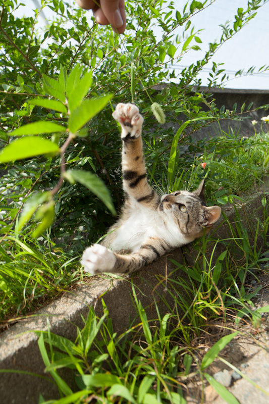 f:id:fubirai:20120706153939j:image