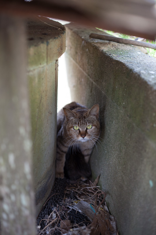 f:id:fubirai:20120707233042j:image