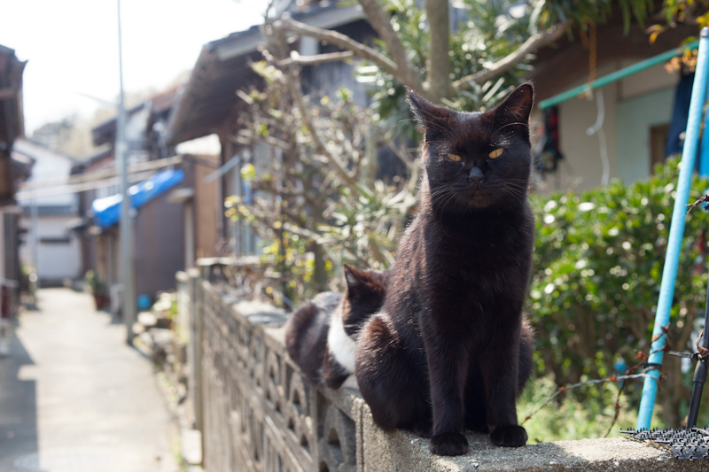 f:id:fubirai:20120717225440j:image