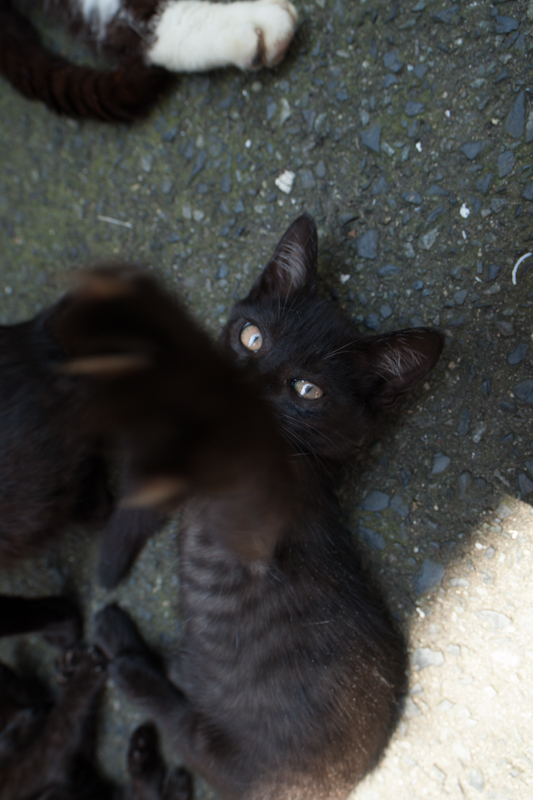 f:id:fubirai:20120824224937j:image