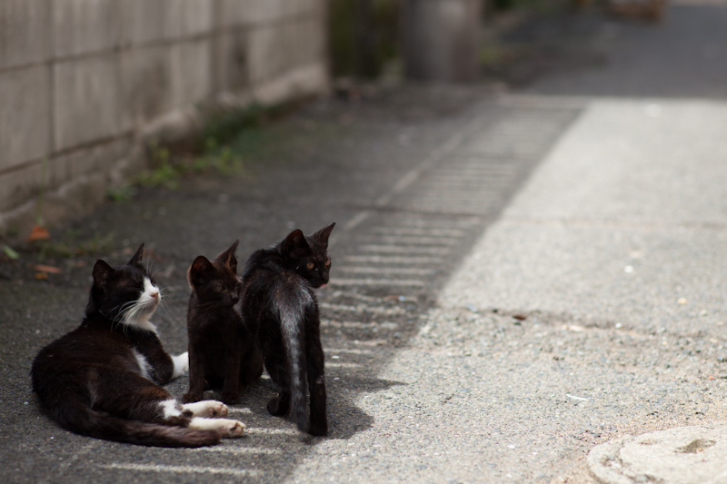 f:id:fubirai:20120919225445j:image