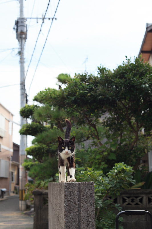 f:id:fubirai:20120921205019j:image