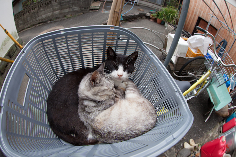 f:id:fubirai:20121001231831j:image