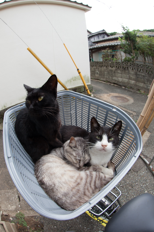 f:id:fubirai:20121001231835j:image