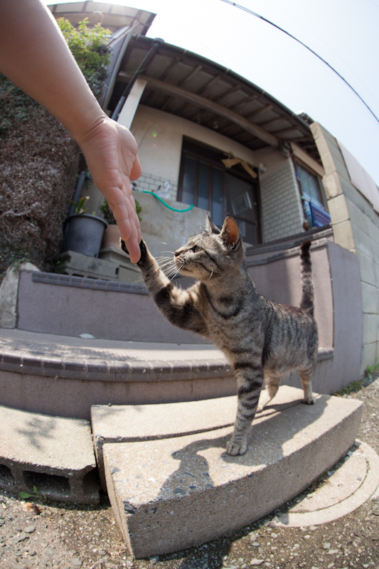 f:id:fubirai:20121001231845j:image