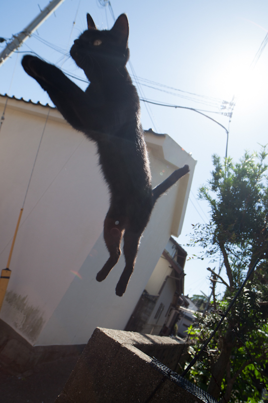 f:id:fubirai:20121005205324j:image