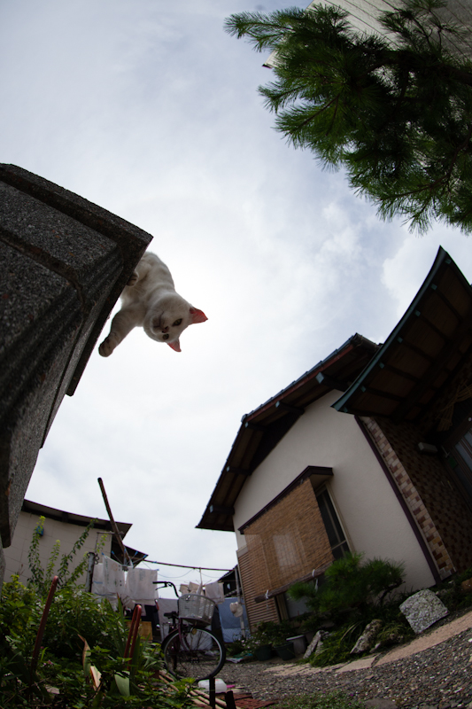 f:id:fubirai:20121005205357j:image