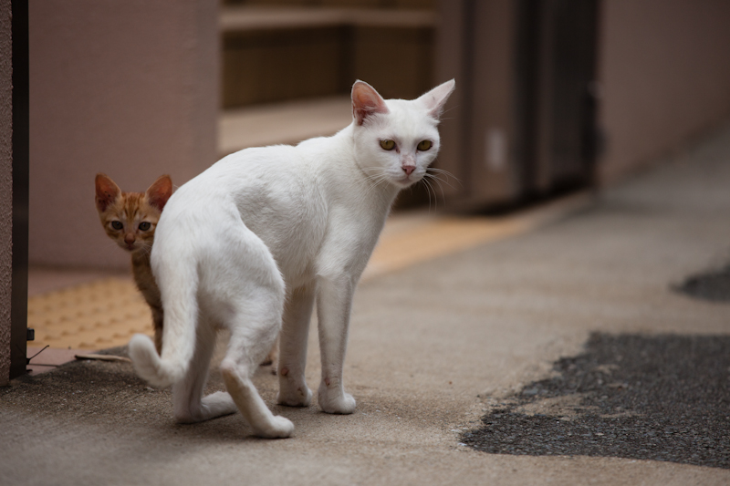 f:id:fubirai:20121005205358j:image