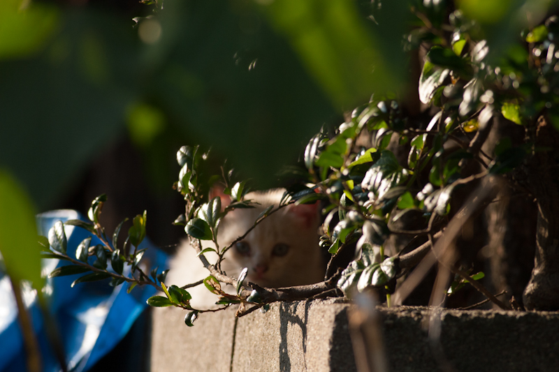 f:id:fubirai:20121007230022j:image