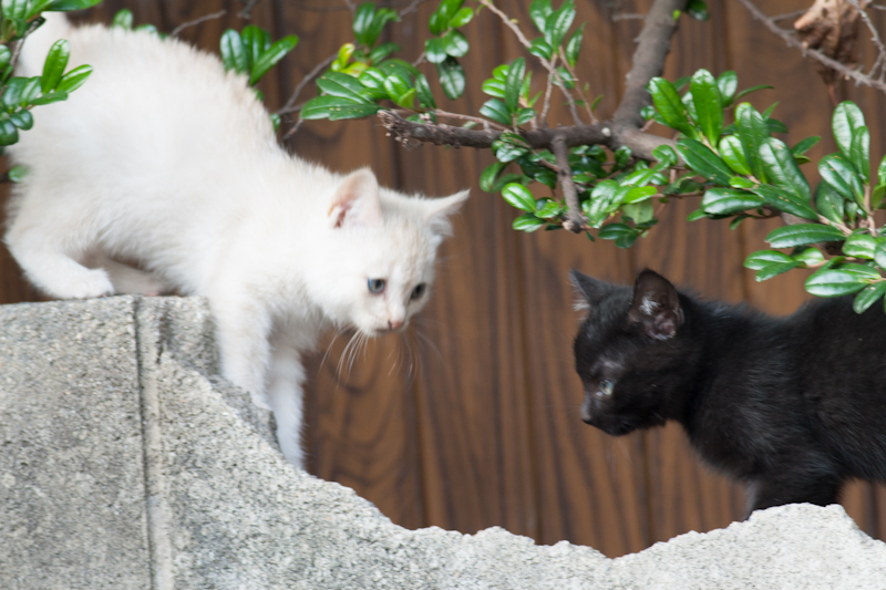 f:id:fubirai:20121007230023j:image