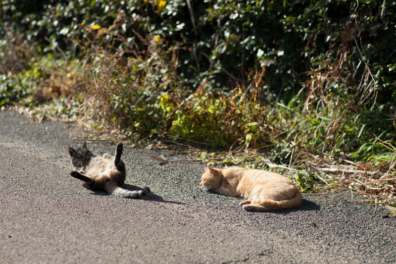 f:id:fubirai:20121220224959j:image
