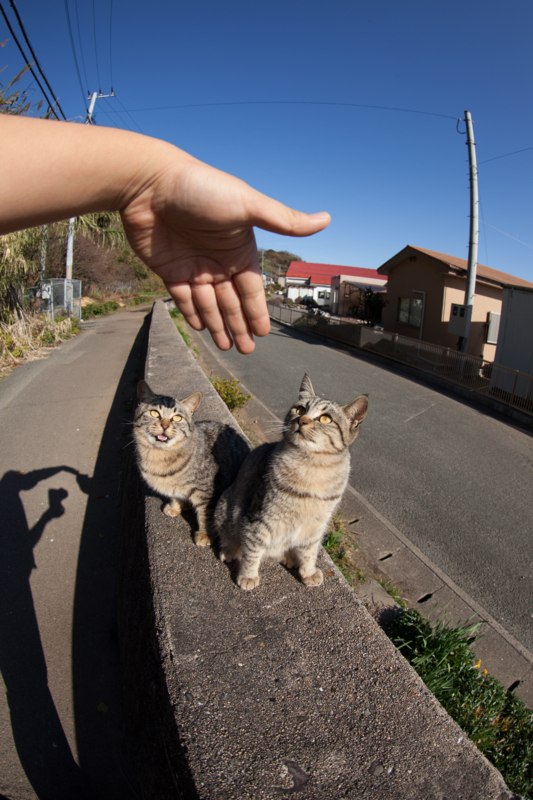 f:id:fubirai:20130103233101j:image