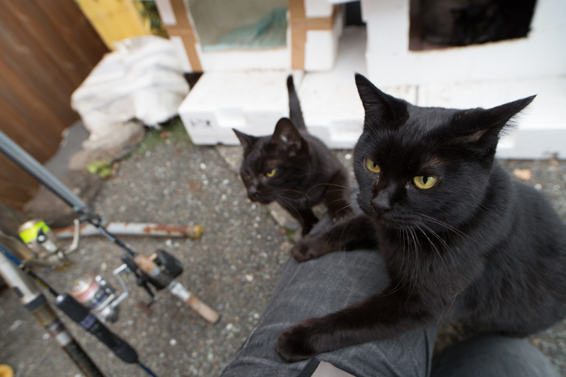 f:id:fubirai:20130107231012j:image