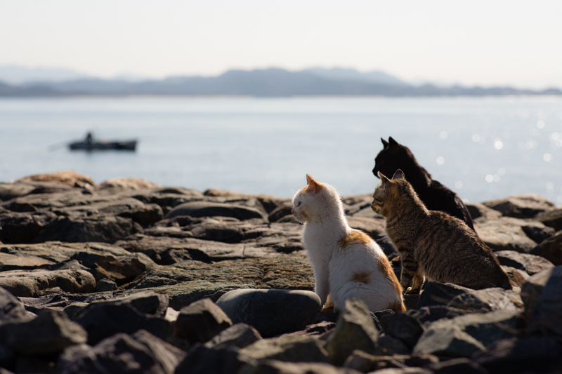 f:id:fubirai:20130119232525j:image