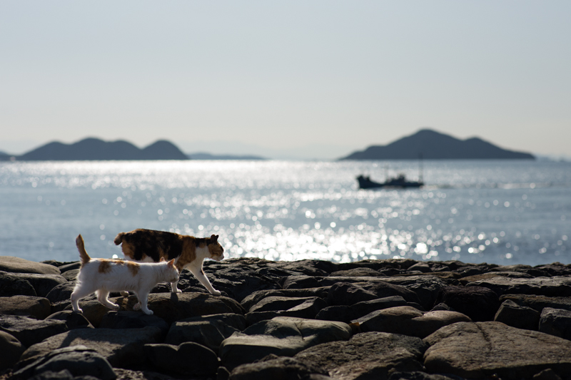 f:id:fubirai:20130119232526j:image