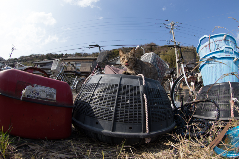 f:id:fubirai:20130129225913j:image