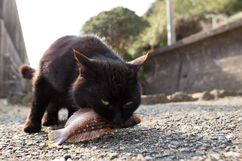 f:id:fubirai:20130204230624j:image