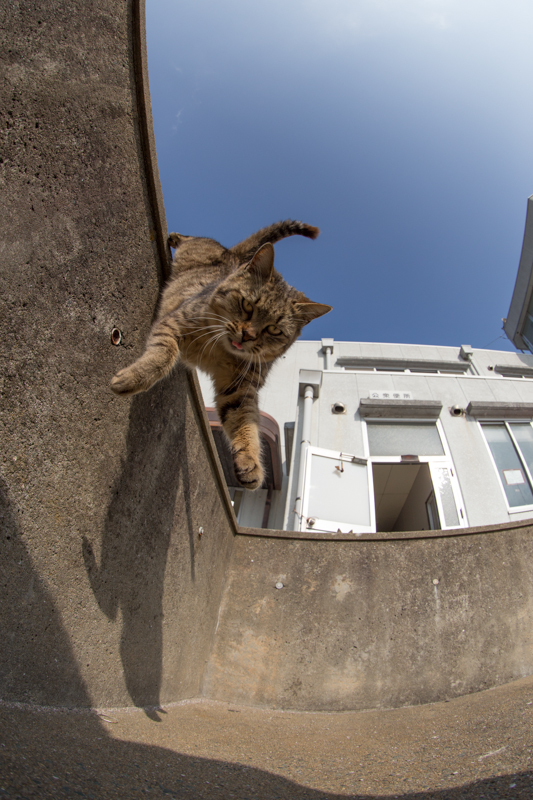 f:id:fubirai:20130206230602j:image