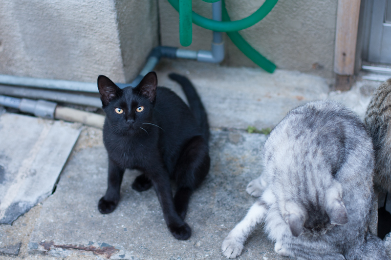 f:id:fubirai:20130208210244j:image