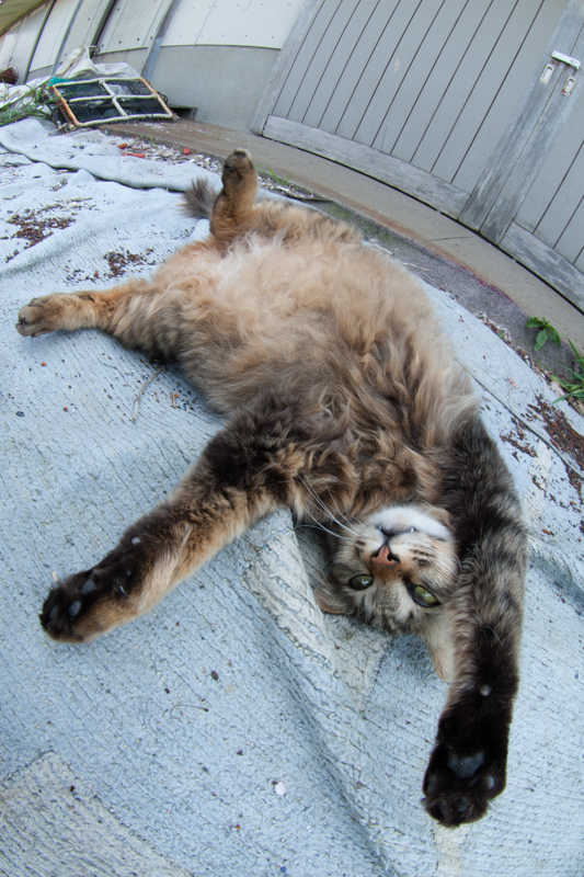 f:id:fubirai:20130208210258j:image