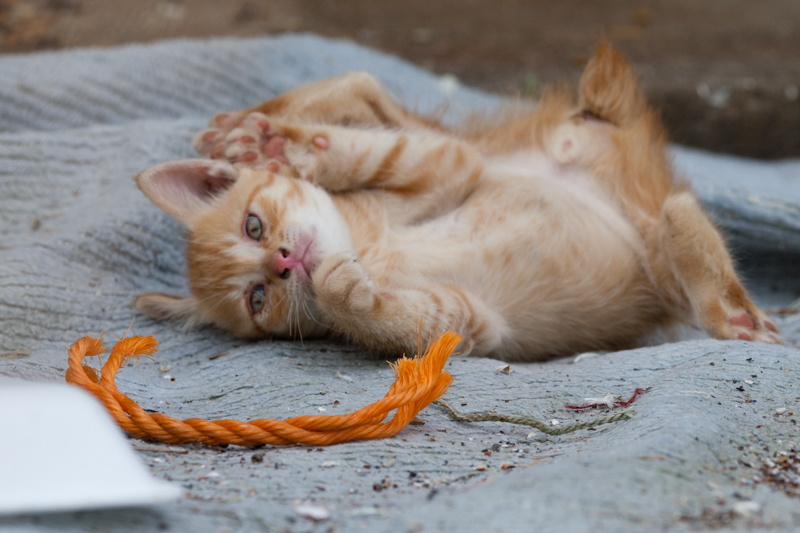 f:id:fubirai:20130208210307j:image