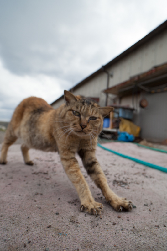 f:id:fubirai:20130214235212j:image