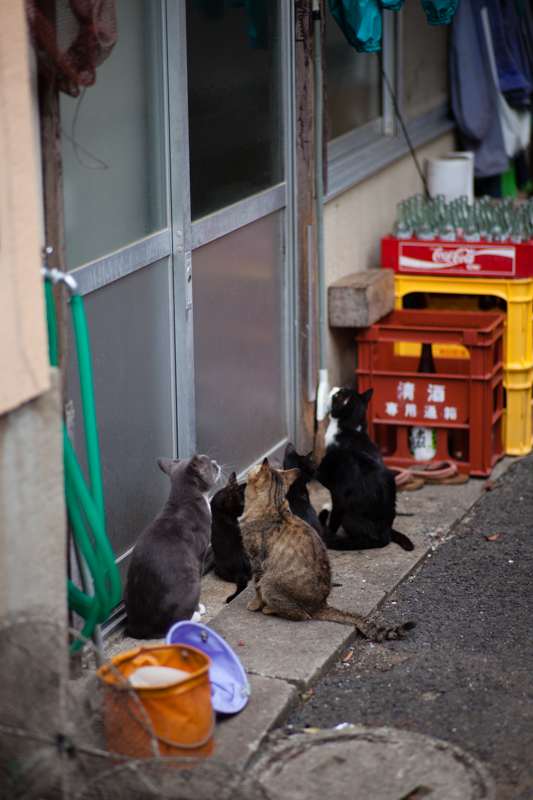 f:id:fubirai:20130218224918j:image