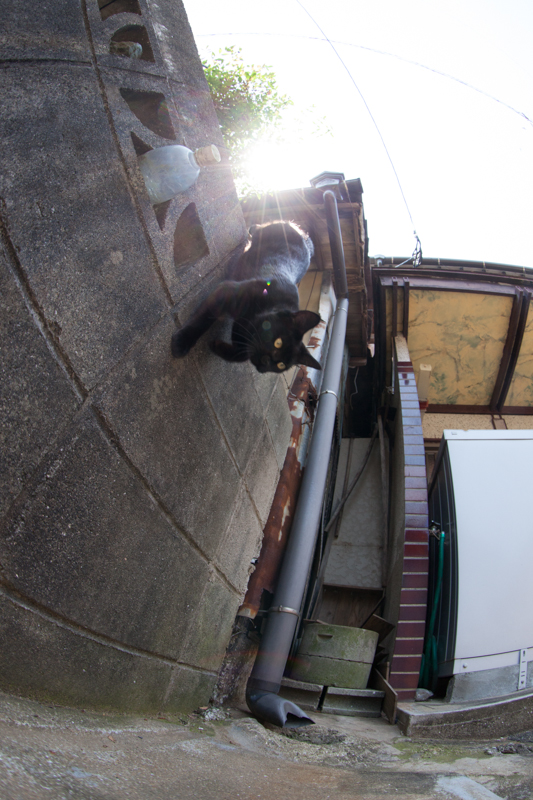 f:id:fubirai:20130218224920j:image