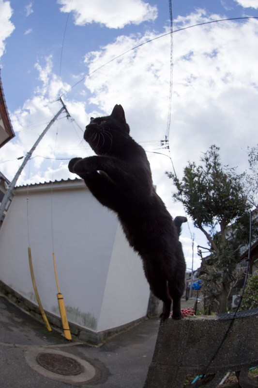 f:id:fubirai:20130220225147j:image