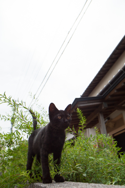 f:id:fubirai:20130220232709j:image