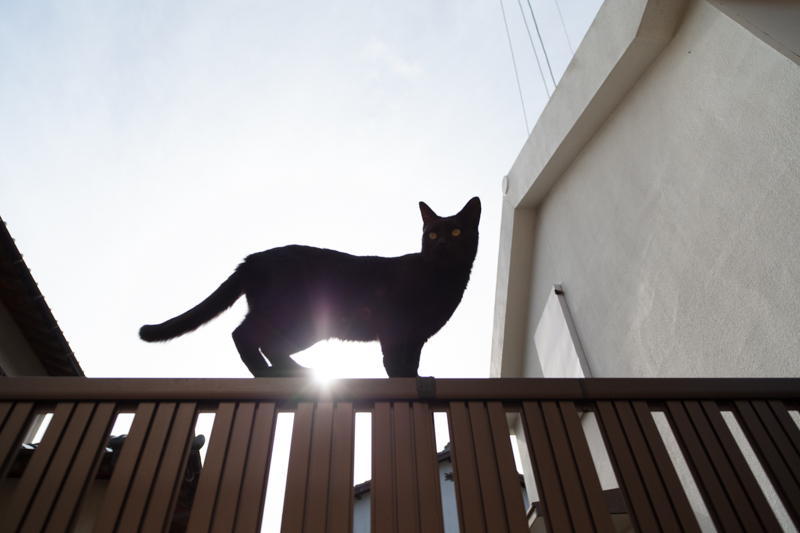 f:id:fubirai:20130220233051j:image