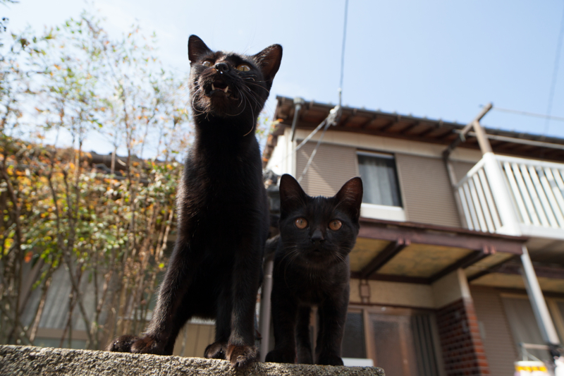 f:id:fubirai:20130222223224j:image