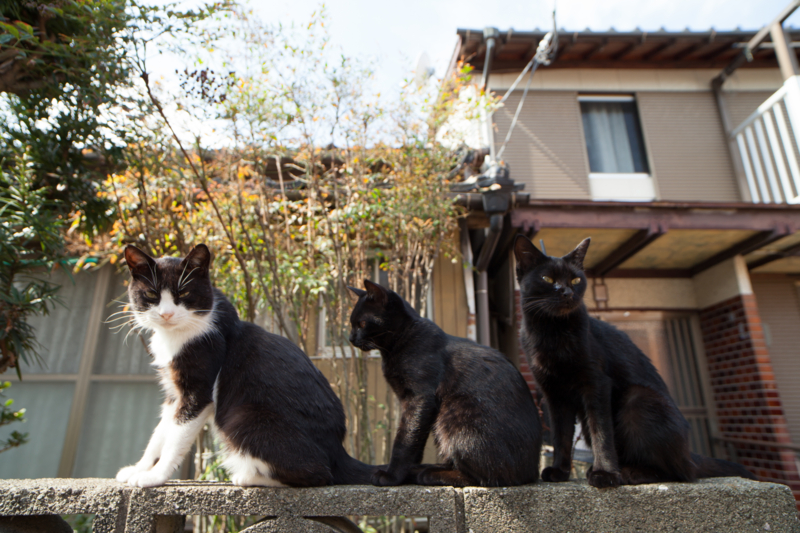 f:id:fubirai:20130222223225j:image