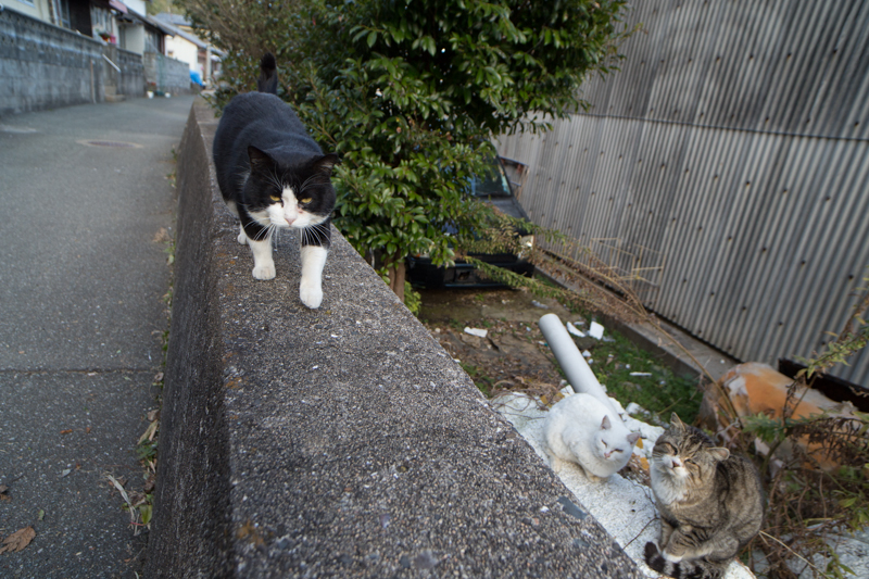 f:id:fubirai:20130302231001j:image