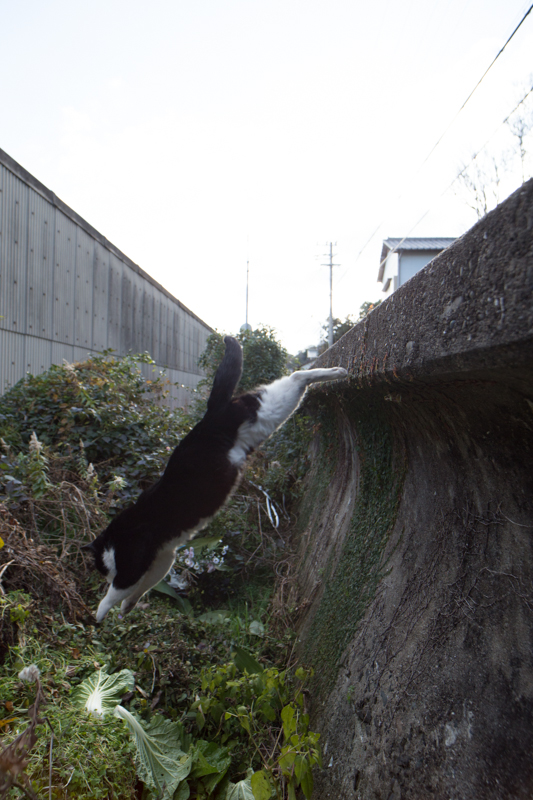 f:id:fubirai:20130302231002j:image