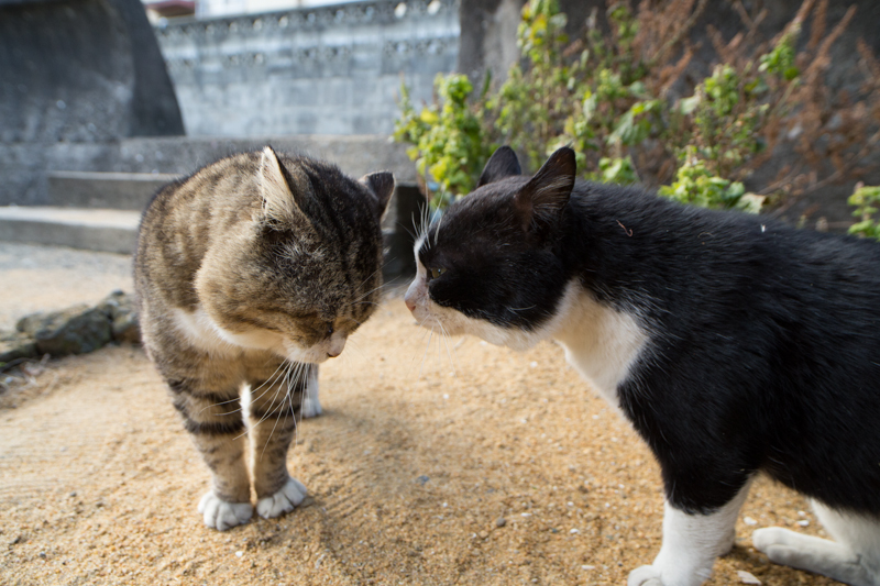 f:id:fubirai:20130302231003j:image