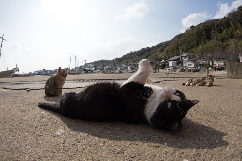 f:id:fubirai:20130302231004j:image