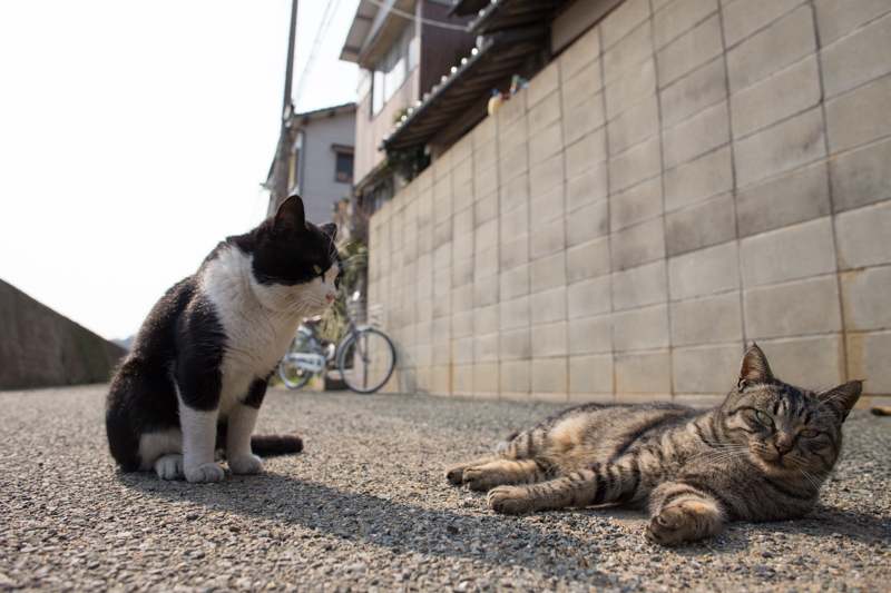 f:id:fubirai:20130302231006j:image