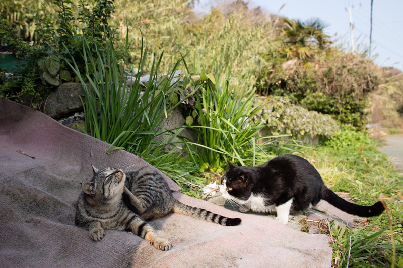 f:id:fubirai:20130302231007j:image