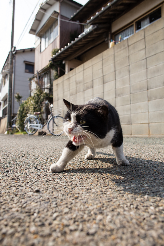 f:id:fubirai:20130302231008j:image