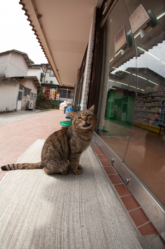 f:id:fubirai:20130312232339j:image