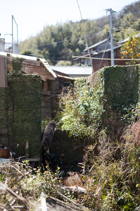 f:id:fubirai:20130318232524j:image