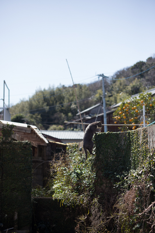f:id:fubirai:20130318232525j:image
